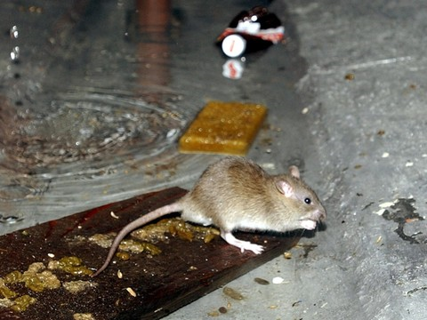 Une partie de Bienne privée de courant à cause de rats