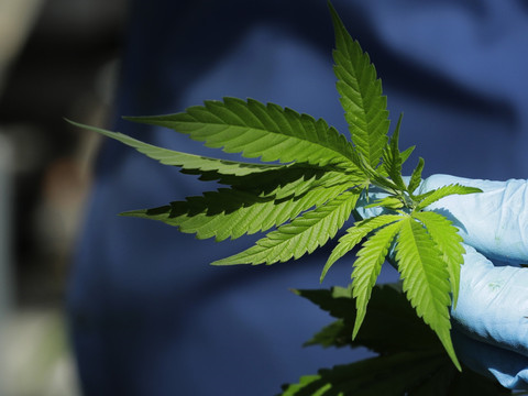 Après un siècle de prohibition, le Canada légalise le cannabis