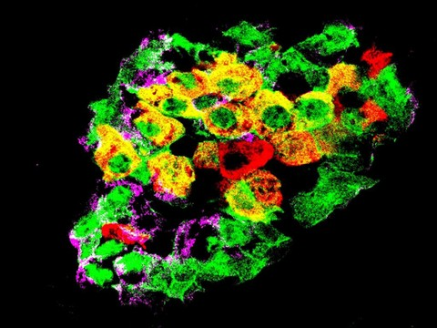 Des cellules capables de s'adapter pour modifier leur fonction