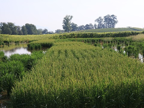 Agroscope: cultiver du riz pour revaloriser les zones inondables