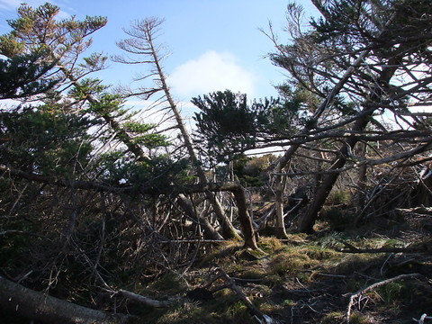 Les cyclones destructeurs se déplacent vers le nord