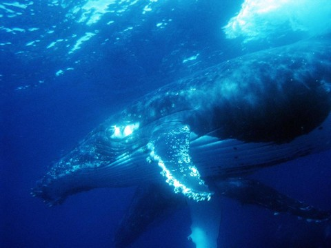 Quand le navire passe, les baleines cessent de chanter
