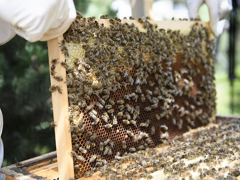 Des chercheurs suisses développent un test de santé des abeilles