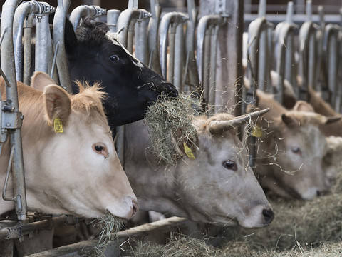 Les importations de foin explosent à cause de la sécheresse
