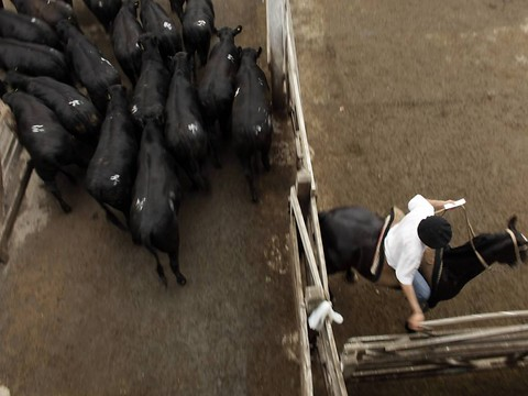 Oui au libre-échange avec le Mercosur, mais pas à tout prix