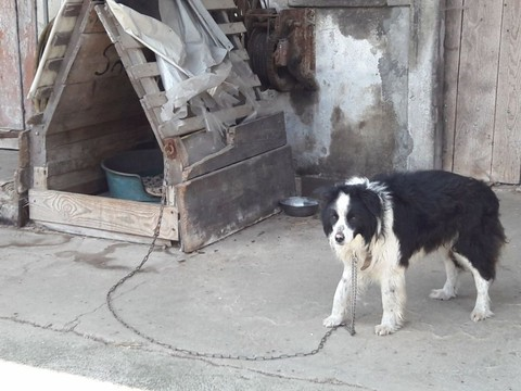 Près de 200 cas de maltraitances d'animaux dénoncés à la PSA