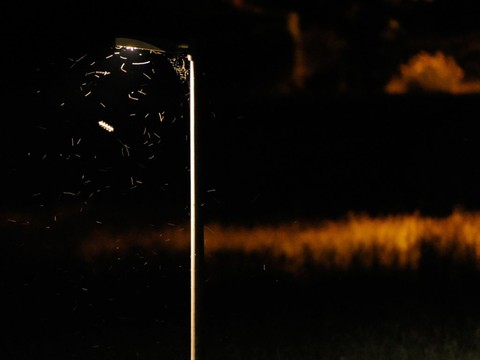 Pro Natura récompense deux projets contre la pollution lumineuse