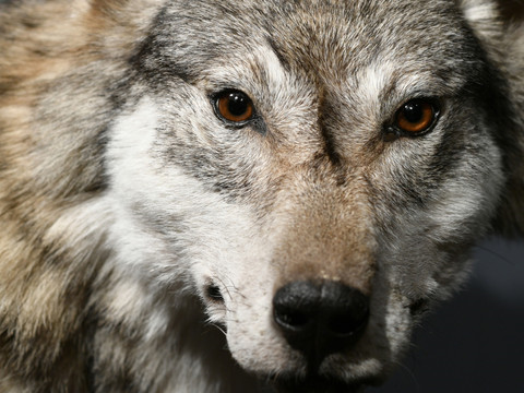 Les recours contre le tir d'un loup en Valais sont maintenus