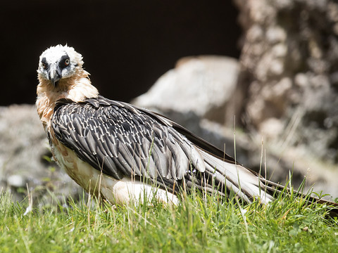 Un nouvel atlas des oiseaux nicheurs en Suisse