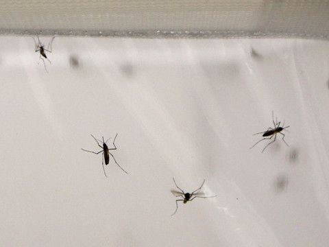 La lutte contre le paludisme au point mort, selon l'OMS