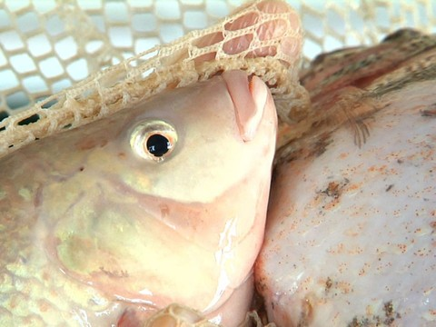 Tilapias tués en Thurgovie après la fermeture d'une pisciculture