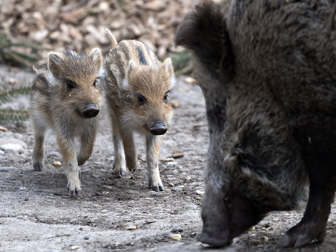 Formation inédite pour les chiens de chasse au sanglier à Elgg (ZH)