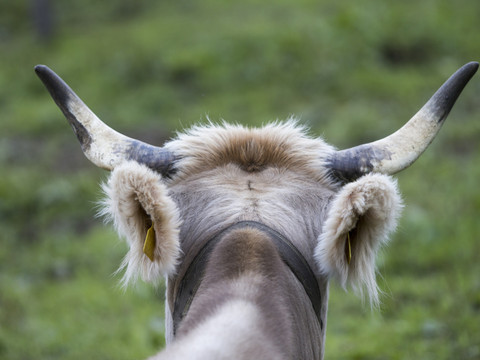 Les Suisses ne veulent pas subventionner les vaches à cornes