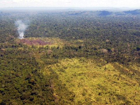 L'équivalent d'un million de terrains de foot de forêt perdus en un an au Brésil