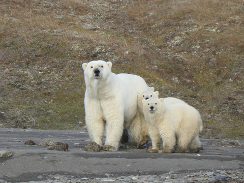Avenir incertain pour l'ours polaire et le saumon du Pacifique