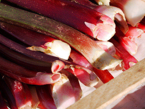 ZHAW: du jus de rhubarbe pour la conservation des fruits