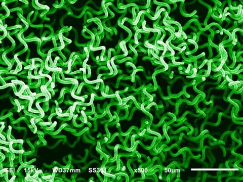 Des algues pour aider à respirer dans l'espace