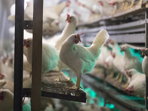 La Suisse compte une poule pondeuse pour trois habitants