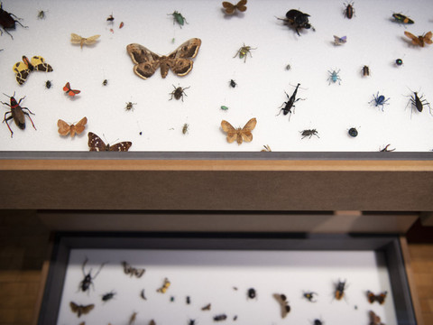 Une pétition pour sauver les insectes a été déposée