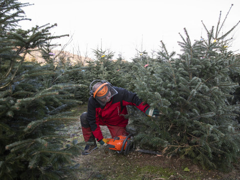 Les Suisses aiment leur sapin de Noël: près de 1,5 million d'arbres vendus