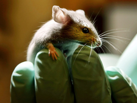 Poursuite de l'expérimentation animale soumise au verdict des urnes