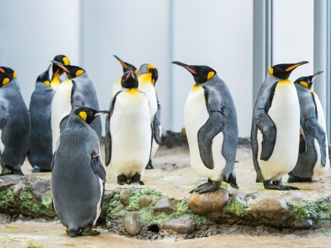 Les manchots sont de retour au zoo de Bâle