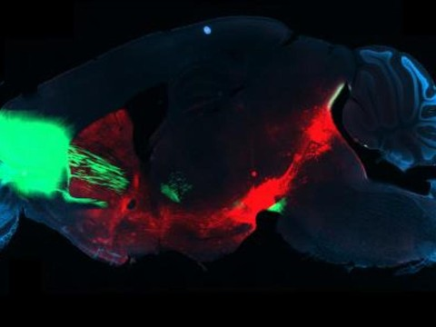 Drogue: le circuit cérébral de l'addiction identifié