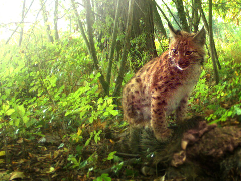 Sauvetage inédit d'un jeune lynx orphelin à Genève