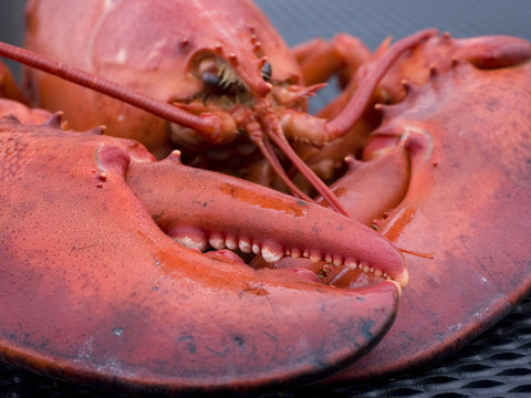Mort sans souffrance du homard - Pas d'appareil suisse disponible