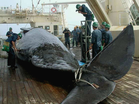 Le Japon va reprendre ouvertement la pêche commerciale à la baleine