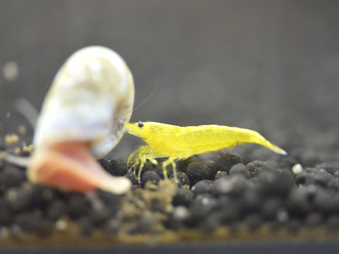 Des crevettes naines élevées au centre de Berne