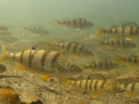 La perche commune désignée poisson de l'année 2019