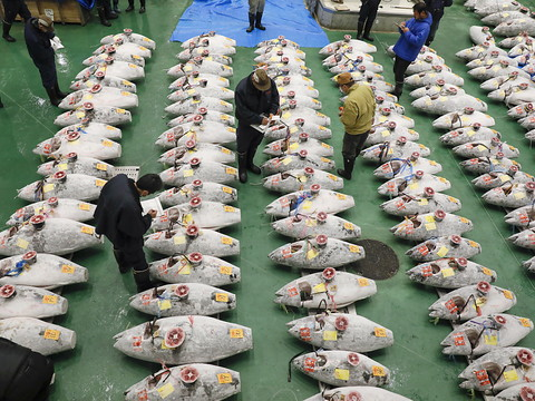 Un thon rouge vendu plus de 3 millions de francs au Japon