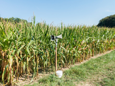 Des chercheurs inventent un épouvantail acoustique à sangliers