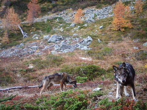 Très peu d'hybridation entre loups et chiens dans les Alpes suisses