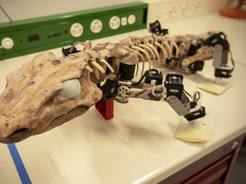 EPFL: un robot reproduit la démarche d’un animal fossile