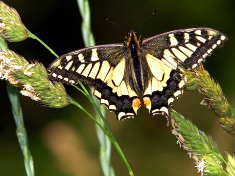 Il faut davantage de surfaces pour les oiseaux et les papillons