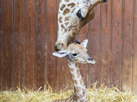Carnet rose chez les petits koudous et les girafes