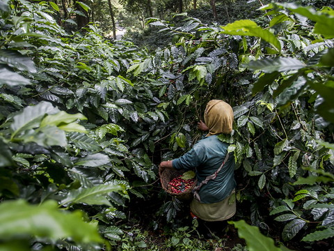 60% des espèces de café sauvage sont menacées d'extinction