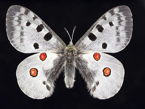 La Suisse fait un mauvais usage de ses collections scientifiques