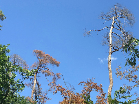Le réchauffement menace de plus en plus les arbres, en Suisse aussi