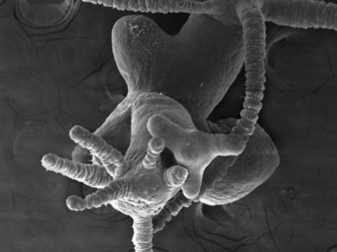 UNIGE: pourquoi les hydres d'eau douce n'ont finalement qu'une tête