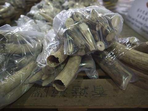 Hong Kong ne protège pas les animaux sauvages de la contrebande