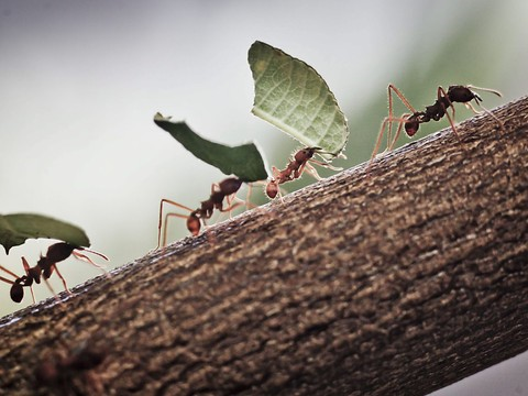 Les fourmis bâtisseuses de sentiers font ce qui leur plaît