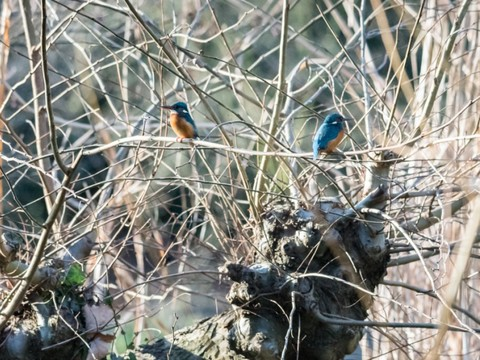 Un couple de martins-pêcheurs s'est installé au zoo de Bâle