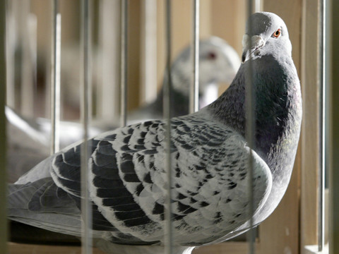 Plus de contrôles exigés par la PSA pour les courses de pigeons