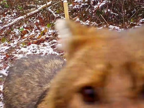 Un chacal doré identifié à Genève par une vidéo