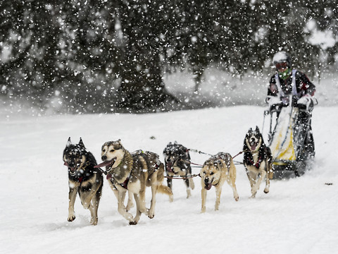 Quelque 18'000 curieux pour les chiens de traîneaux à Saignelégier