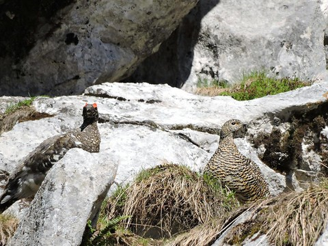 Chasse aux tétras-lyres et perdrix des neiges examinée en Valais