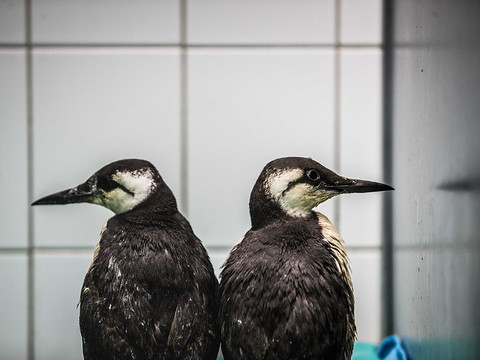 La mort inexpliquée de milliers d'oiseaux marins inquiète